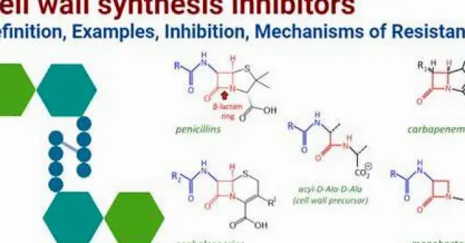 Penicillin molecules bound to bacterial cell wall preventing cross-linking