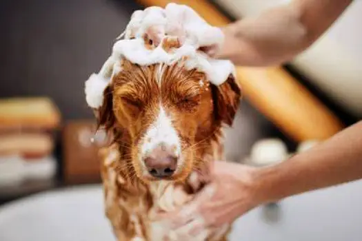 Person lathering shampoo into a dog's coat during a bath