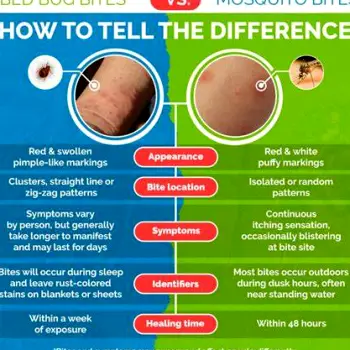 Bed Bug Bites vs. Mosquito Bites: Key Differences and What to Do