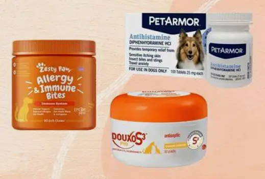 Which Allergy Medicine Is Best for a Dog With Itchy Skin?