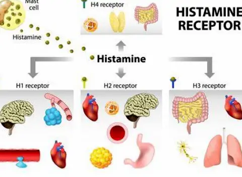 Diagram showing histamine receptors in the brain being blocked by medication molecules