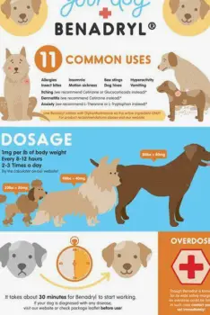 Can Dogs Take Benadryl? Uses, Dosing Safety, and Warning Signs