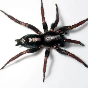 Close-up of an eastern parson spider showing a white collar-shaped marking on its abdomen and chestnut-brown legs