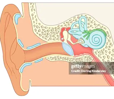 Side cross-section showing the outer ear, ear canal, eardrum, middle ear space, and Eustachian tube running toward the back of the nose