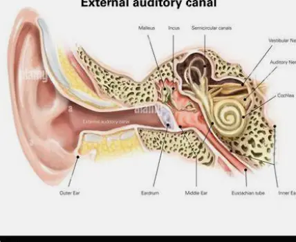 Illustration showing the external ear canal and middle ear of the human ear