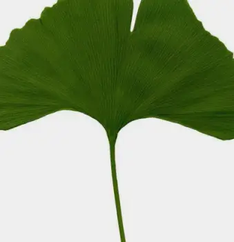 Close-up of Ginkgo biloba leaves showing their fan-shaped structure