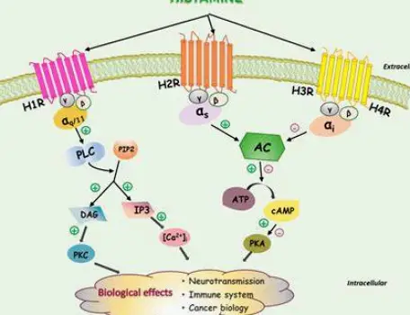 A simplified schematic of a histamine molecule blocking a histamine H1 receptor on a cell membrane, preventing the release of inflammatory mediators
