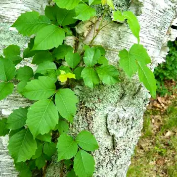 How Long Does a Poison Ivy Rash Last and When Will It Clear?
