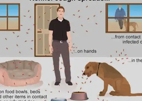 Can Humans Catch Kennel Cough From Dogs?