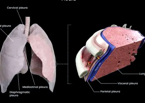 Cross-sectional diagram of the rib cage showing the lungs, pleura, ribs, and surrounding chest wall