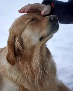 Person leaning close to a coughing dog, hand near the dog's face, illustrating direct contact and proximity to respiratory secretions