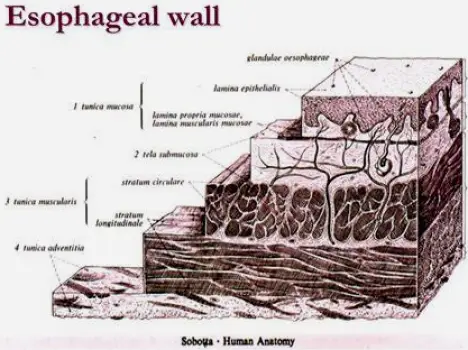 Cross-section of the throat and esophagus showing a tablet resting against the esophageal wall.
