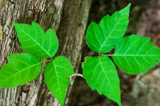 Poison ivy vine with three-leaf clusters next to poison oak shrub with lobed leaves