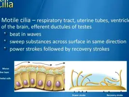 Close-up of airway lining with tiny hair-like cilia beginning to recover after tobacco smoke exposure stops