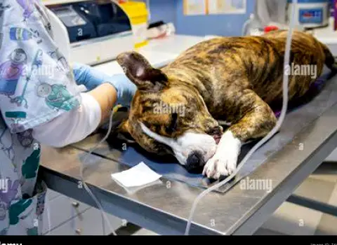 Dog lying on a sofa with closed eyes, appearing drowsy after medication
