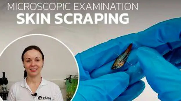 Clinician examining skin scrapings under a microscope in a clinical setting