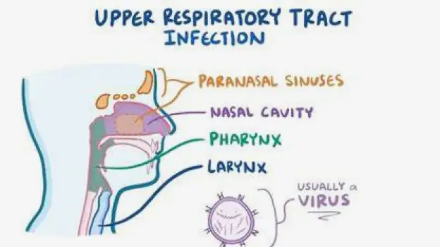 Upper Respiratory Infection Medications: Uses and Safety