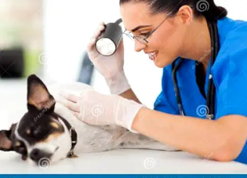 Veterinarian examining a dog's skin and coat during an appointment