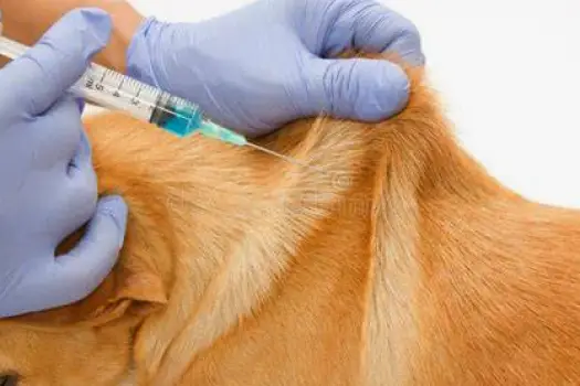 Veterinarian gently administering an injection to a dog in a clinic