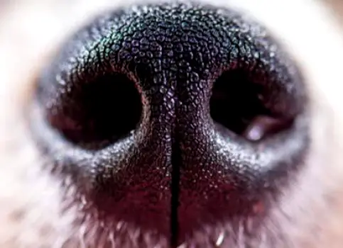 Close view of a dog's wet nose and slightly open mouth, suggesting respiratory secretions and the source of potential infection